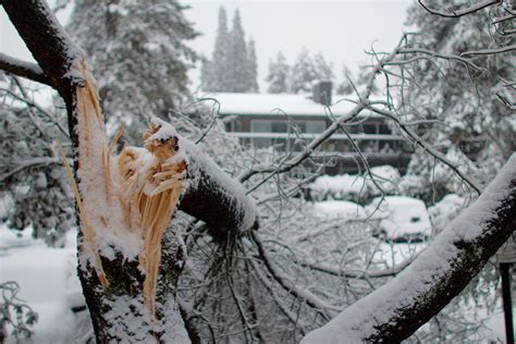 Winter Tree Damage Causes Causes And Prevention Winter Tree