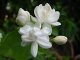 Picture Of Jasmine Flower Pictures