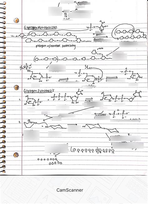 Glycogen Metabolism Synthesis Diagram Quizlet