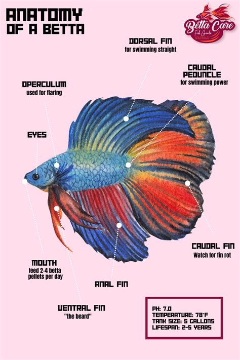 Betta Anatomy Find Out How Amazing These Fish Are