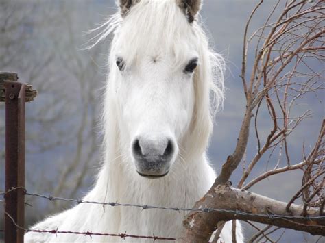 Free Images Snow Winter White Stallion Mane Close Up Bridle