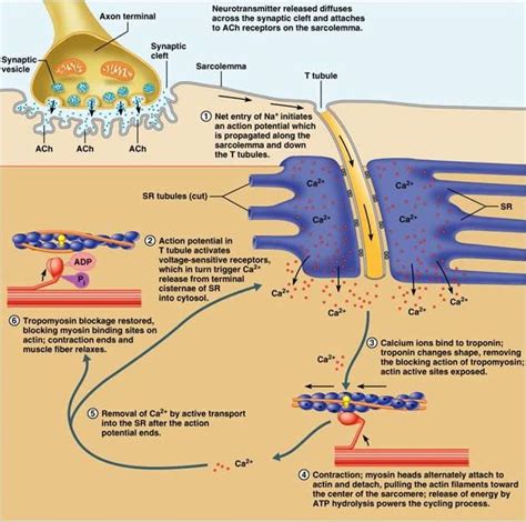 Muscle Contraction Physiology Human Anatomy And Physiology Exercise