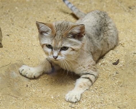 Sand Cat Debuts At Smithsonians National Zoo Sand Cat Cat Breeds