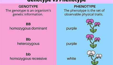 genotype and phenotype chart