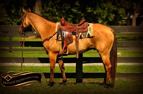 Classified listings of horses for sale in new york. 003-Dutch-Buckskin-Dun-Quarter-Horse-Gelding-For-Sale ...