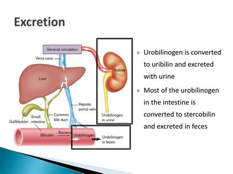 Bilirubin is metabolised prior to excretion through the faeces and urine. PPT - Disturbances in Bilirubin Metabolism PowerPoint ...