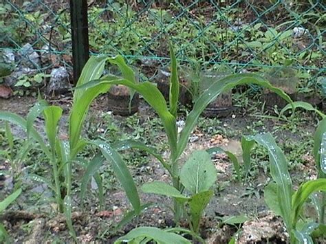 Pada kondisi tanah yang becek, lebih baik tanah di buat cara menanam jagung selanjutnya adalah proses penanaman benih jagung ke lahan tanam, dalam proses kali ini. fatamorgana: Cara Penanaman Jagung