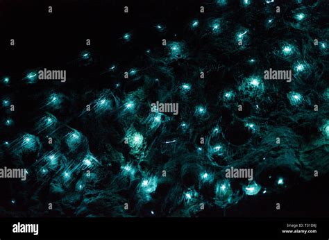 Bioluminescence Luminous Glowworm Glow Worm Hi Res Stock Photography