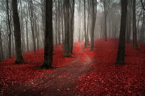 Nature Forest Autumn Fog Rain Path Road Leaves Maroon Red Tree Hd Wallpaper
