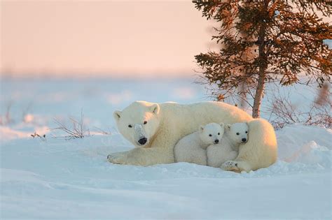 Cute Baby Polar Bears Wallpaper