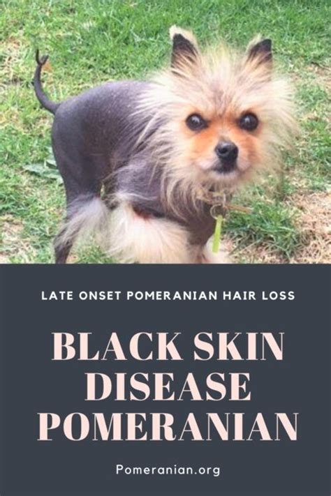 Black Skin Disease Pomeranian Pomeranian Alopecia Information