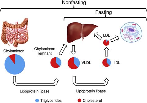 Nonfasting Versus Fasting Lipid Profile For Cardiovascular Risk Prediction Pathology