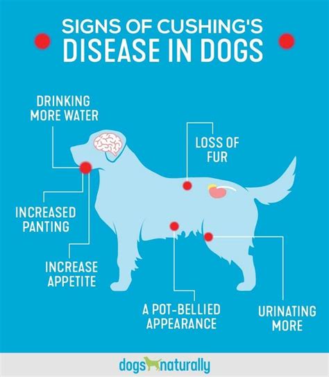 Cushings Disease In Dogs Cushings Disease Dogs Cushing Disease