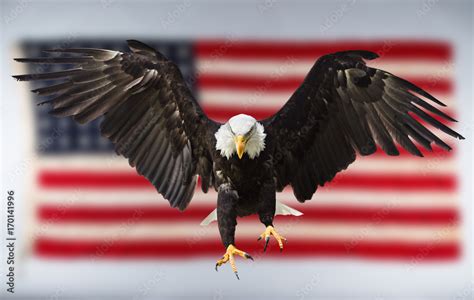 Bald Eagle Flying With American Flag Stock Photo Adobe Stock