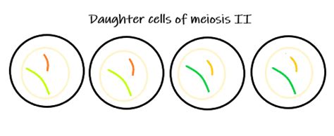 Meiosis Ii — Overview And Stages Expii