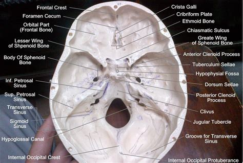 Anatomy Made Easy : February 2014