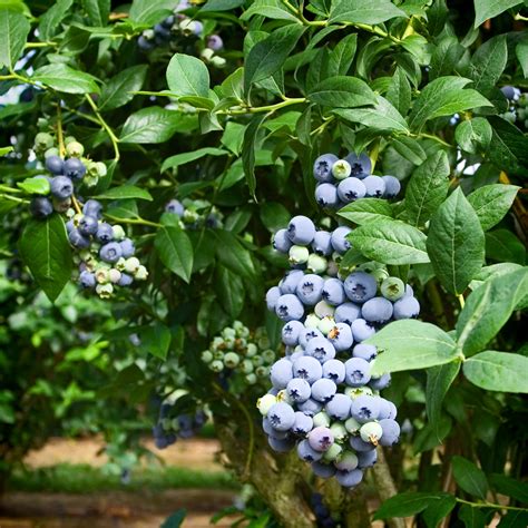Powder Blue Blueberry Food Gardening Network