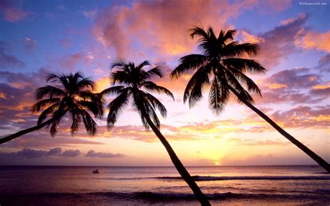 Free Download Palm Trees Sunset Images Palm Trees Sunset Pictures Palm Trees 1920x1200 For