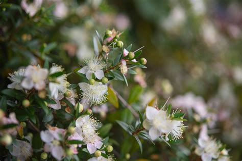 How To Grow And Care For Common Myrtle