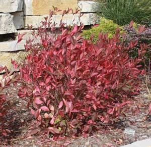 Itea virginica merlot, commonly known as virginia sweetspire merlot merlot is more compact that other virginia sweetspire cultivars and only requires light maintenance and shaping pruning. Sweetspire Itea - Pruning, Winter Care and Fertilizing ...