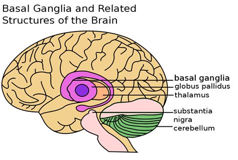 Difference Between Basal Ganglia and Cerebellum | Compare the Difference Between Similar Terms