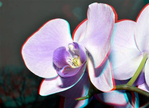 Orchidee 3d Anaglyph Flowers Red Plants