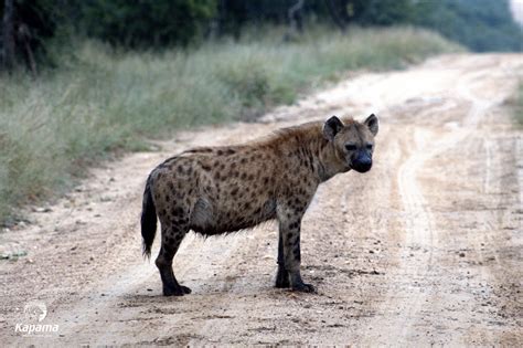 Hyenas In The Lowveld Luxury Safari Experts African Safari Co