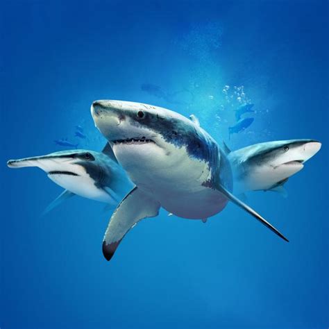 Shark Week Starts July The Latest Shark Week News On Discovery Discovery