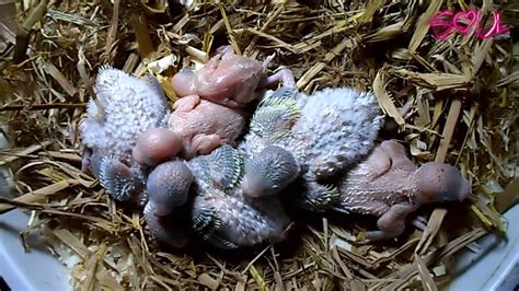 Baby Parakeets Stages GrowthperÚ Youtube