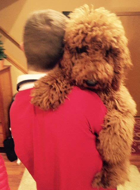 Doodle puppy grooming tips teddybear goldendoodles. Pin on Standard Poodle Teddy Bear Cuts