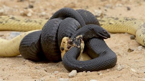 Las Batallas Mas Épicas De Animales Salvajes Black King Cobra Vs Snake