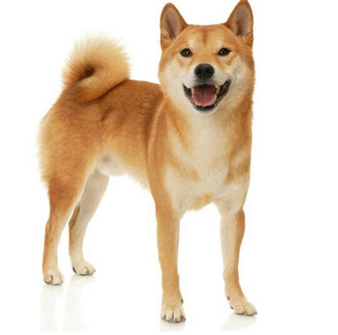 Aber nicht alle rassen sind für die kleinen dimensionen einer wohnung geeignet. Welche Hunderassen sind die besten für die wohnung? (Hund ...