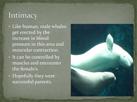 Ppt Whales Mating And Reproduction Powerpoint Presentation Id347264