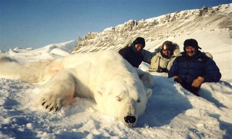 Trophy Hunting A Kind Of Sport Hunting Polar Bears Benoit Brothers