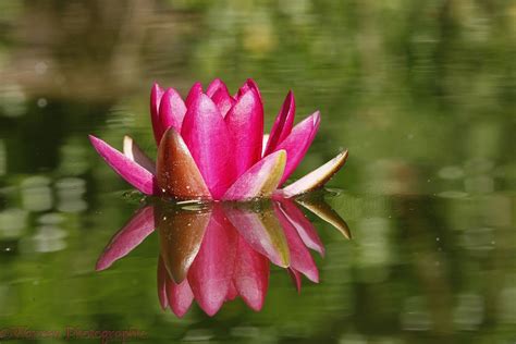 Red Water Lily Flower Photo Wp38398