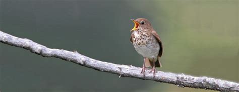 Bicknells Thrush Alchetron The Free Social Encyclopedia