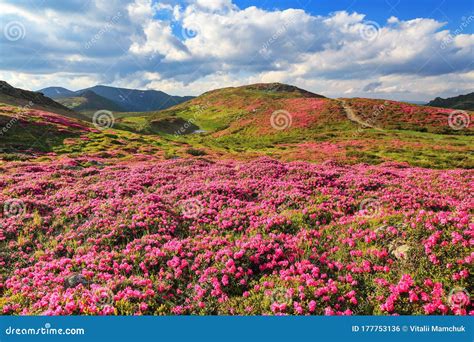 Amazing Summer Day Mountain Landscape The Lawns Are Covered By Pink