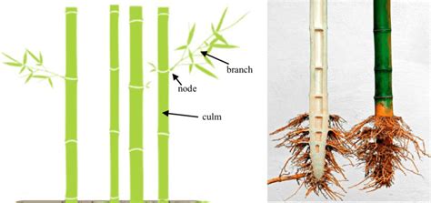 How Does Bamboo Grow Bamboo Van Diemen