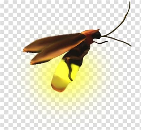 A Firefly Transparent Background Png Clipart Hiclipart