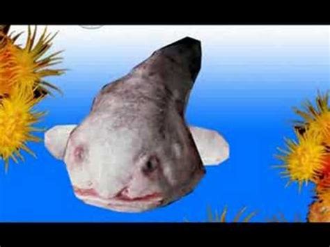 The blobfish is a hardmode enemy that can be found within the aquatic depths biome. Blobfish Swimming - YouTube