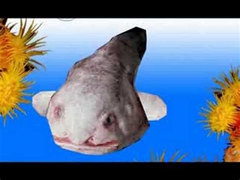 However, it is very misunderstood. Blobfish Swimming - YouTube