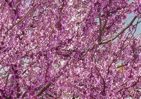 Online Plant Guide Cercis Canadensis Var Texensis Texas Star Redbud