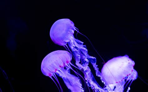 Download Wallpaper 1680x1050 Jellyfish Underwater World