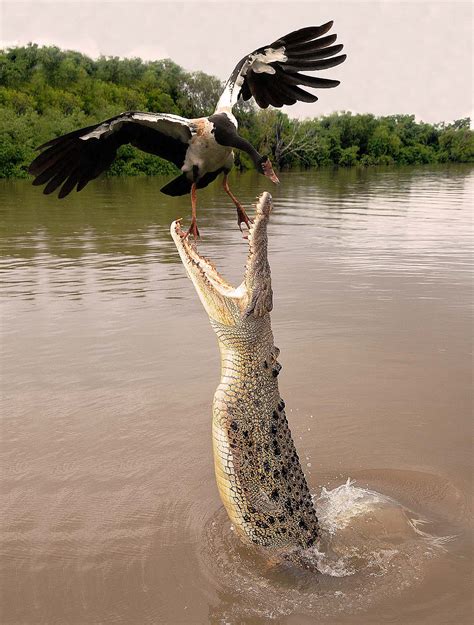 Darwin Northern Territory Saltwater Crocodile Juzaphoto