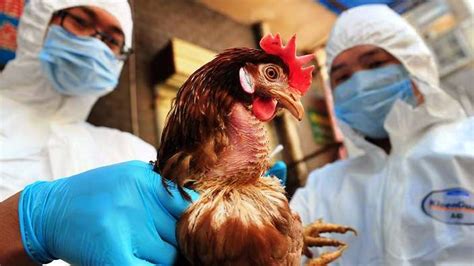 Tendo sido identificada em itália por volta de 1900, é, no entanto, conhecida por existir em grande parte do globo. Gripe A ou Gripe Aviária ou das Aves - H1N1 - Definição ...
