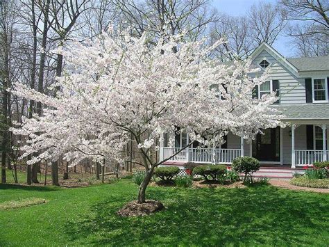 Read more about this here. Yoshino Cherry Tree in Virginia | Flowering cherry tree ...