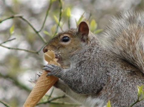 Squirrel Eating Ice Cream Wildlife Control In Toronto