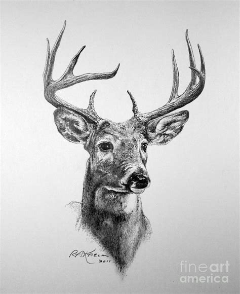 Buck Deer Drawing By Roy Anthony Kaelin Pixels