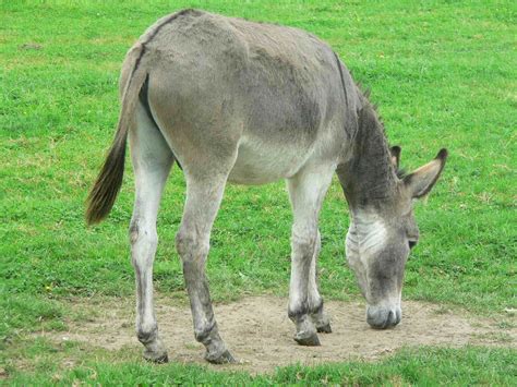 Donkey Free Stock Photo Public Domain Pictures