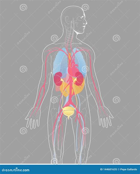 Vector Illustration Internal Organs Human Anatomy Vector On Gray